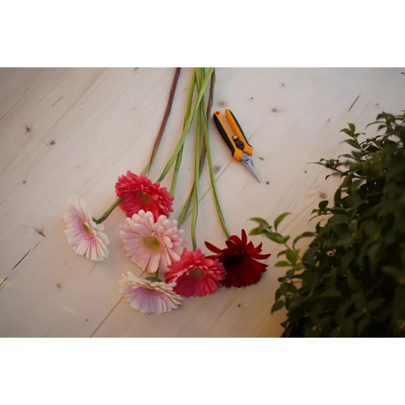 PruningSnips_2H1010001ST1_amb01_web